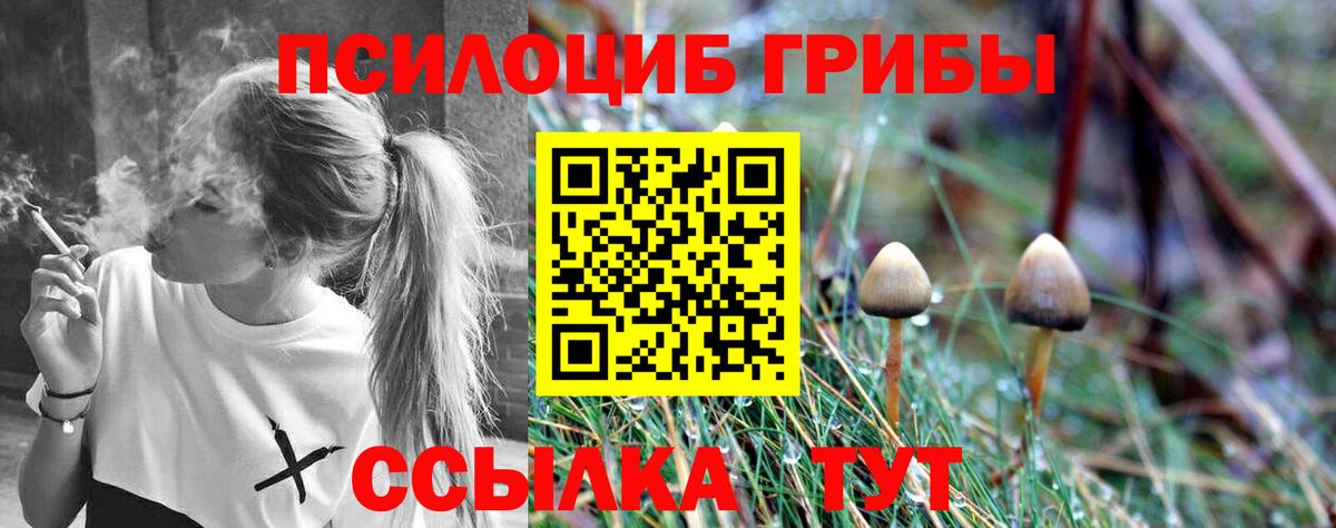 Псилоцибиновые грибы Psilocybine cubensis Чехов